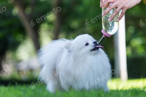 Preview: A fluffy white Pomeranian drinks water from a portable bottle while outdoors.