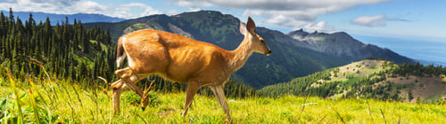 Alert Deer Grazing in a Verdant Mountain Meadow