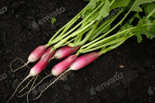 Preview: Freshly harvested radishes lying on soil