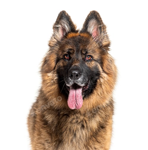 Preview: Long haired german shepherd dog panting and looking attentive on a white background