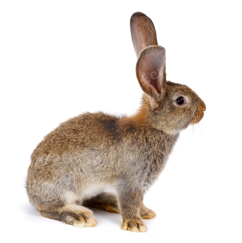 Preview: Brown rabbit sitting on white