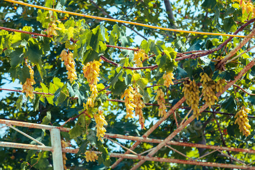 Preview: Grapes on the metal canopy. Vitis vinifera grape