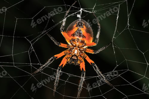 Preview: Tropical Red and Black Orb-Weaving Spider in Costa Rica