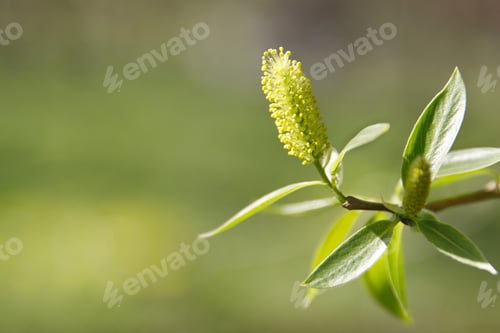 Preview: Catkins of sallow/osier tree with young green leaves spreading pollen