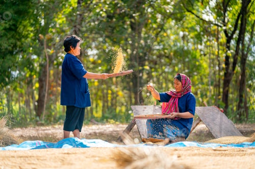 Preview: Asian woman with traditional clothes stand and winnow rice using basketry and other woman sit