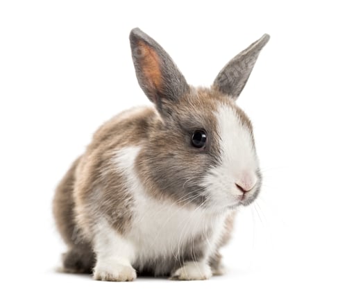 Preview: Rabbit , 4 months old, sitting against white background