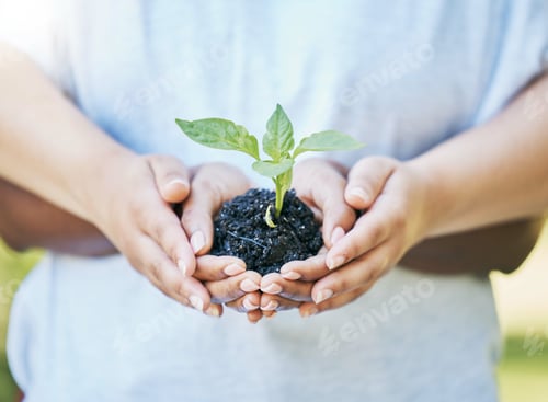 Preview: Women, hands or sapling in soil agriculture, sustainability care or future growth planning in clima