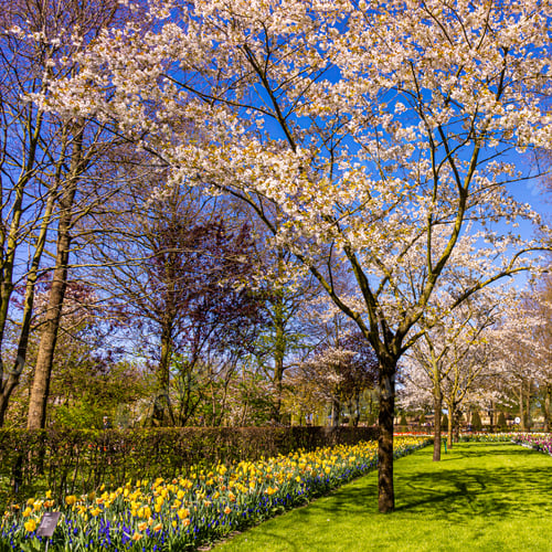 Preview: Colorful garden landscape and grassy lawn