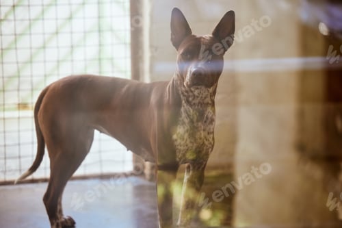 Preview: Animal shelter, adoption and sanctuary with a dog standing in a rescue center alone for foster care