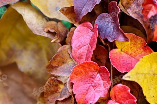 Preview: Autumn leaf