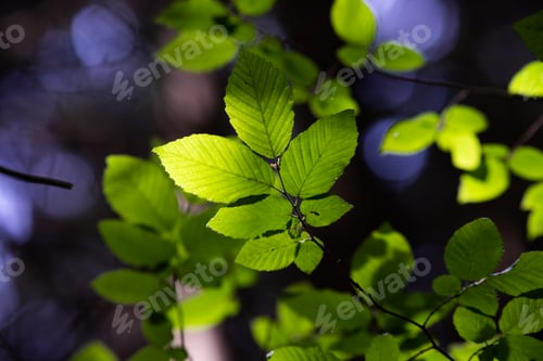 Preview: bright green leaves summer nature background