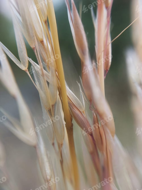 Preview: dry and empty seed husk of a oat plant