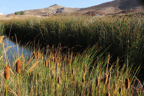 Preview: Some cattails by the lake water.