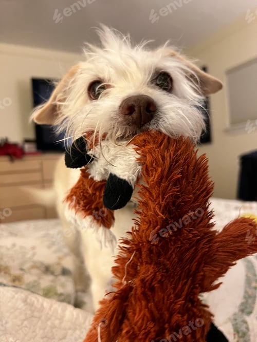 Preview: Little white dog holding a dog toy and staring with gorgeous eyes at the camera