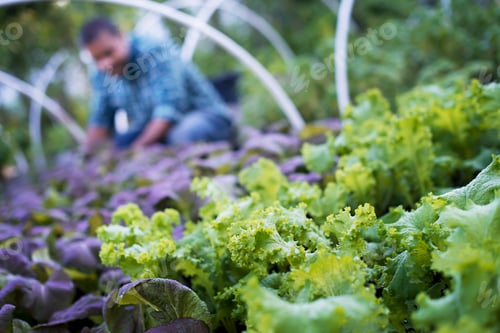 Preview: A farmer working among salad plants, lettuce and salad leaf vegetables, in an organic market garden.