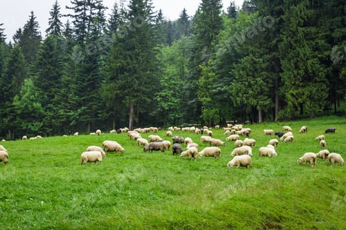 Preview: Herd of mountain sheep on the hill