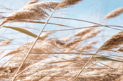 Preview: Pampas grass on the lake.