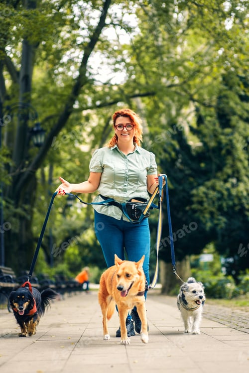 Preview: Female dog walker with dogs enjoying in city park.