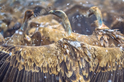 Preview: Griffon vulture perched on ground