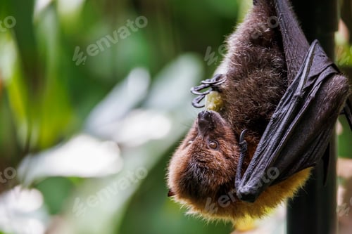 Preview: Old World fruit bat, or flying fox perching on twig