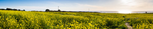 Preview: Fields of wild mustard on the Pacific coastline