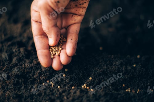 Preview: Hand growing seeds on sowing soil. Background with copy space. Agriculture, organic gardening