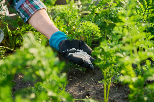 Preview: Close up of mineral fertilizers in hands, fertilizing carrot plant