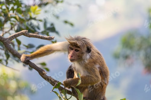 Preview: Monkey