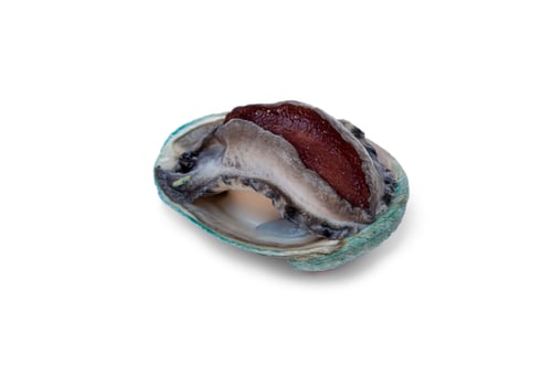 Preview: Fresh raw abalone