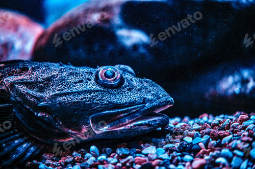 Preview: Close-up face exotic fish lying on the bottom in the Oceanarium