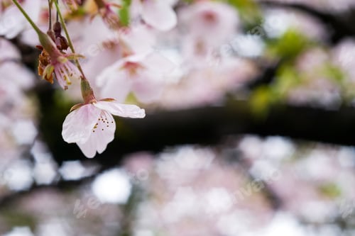 Preview: Cherry blossoms in full bloom