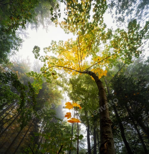 Preview: Enchanted forest in autumn