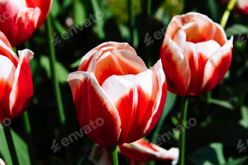 Preview: Colorful spring fresh dutch tulips. Assorted colors