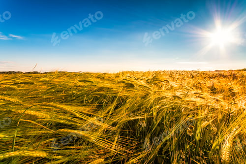 Preview: Field of barley at sunset