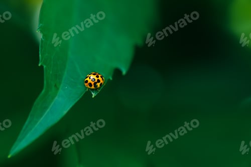 Preview: ladybug