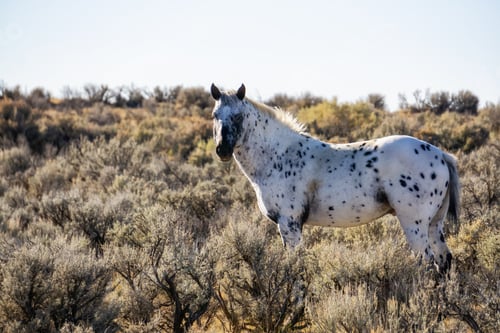 Preview: Wild White Horse in the desert of New Mexico