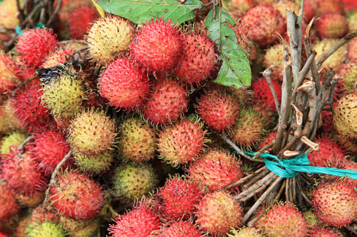 Preview: branches of the rambutan fruit