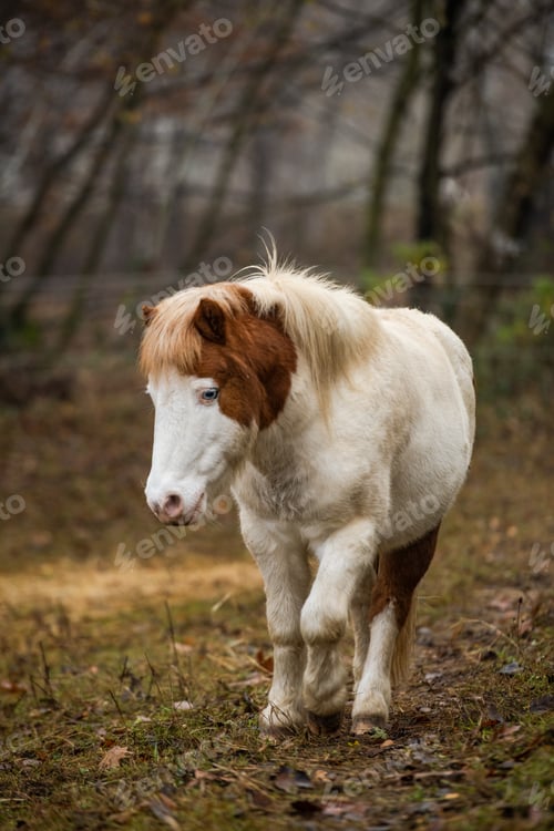 Preview: Quiet Foggy Morning with Horse Grazing in Rural Field
