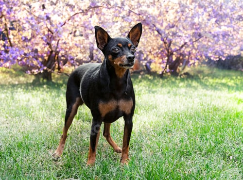 Preview: miniature pinscher in nature