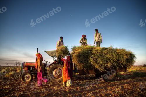 Visualização: Agricultura familiar indiana colhendo safras