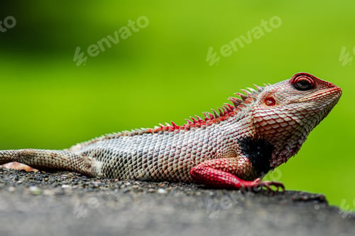 Preview: chameleon, reptile, pet, coloured, colours