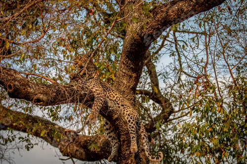 Preview: Leopard laying in a tree in the Kruger.