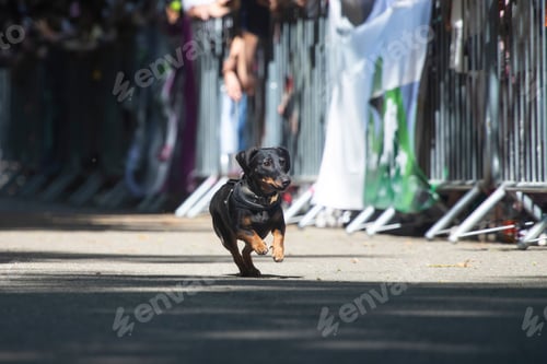 Preview: Dog agility competition.