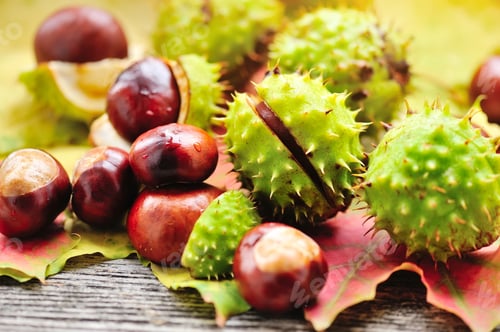 Preview: Fresh chestnuts with maple leaves on wooden background