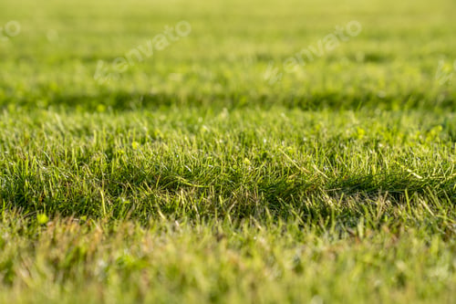 Preview: Close-up freshly mowed lawn with stripes on green grass from lawn mower on field.
