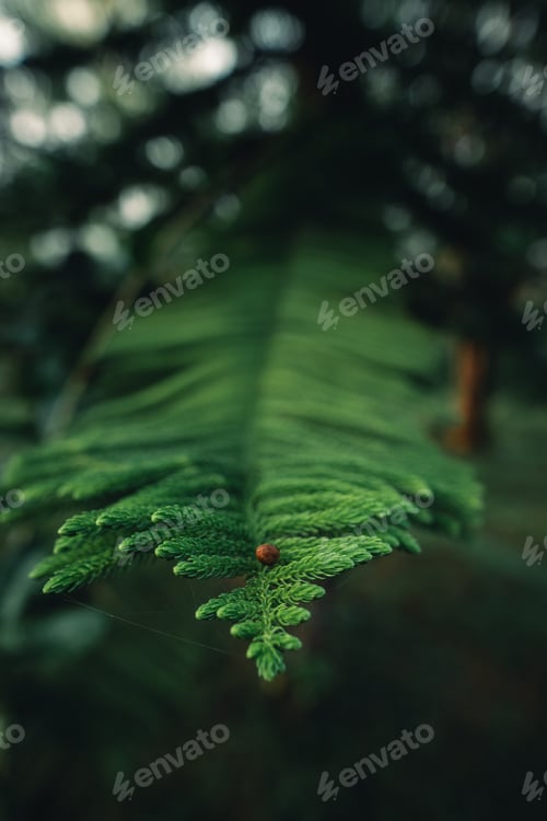 Preview: Dark green pine branches and leaves in the morning