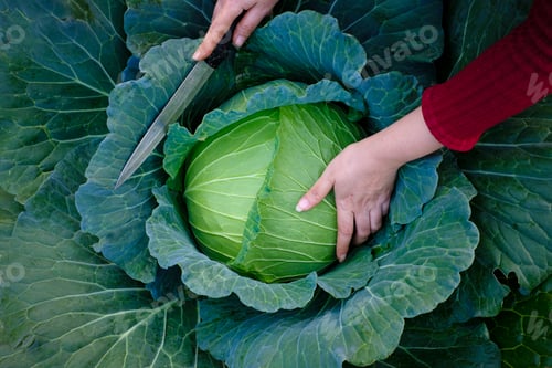 Preview: Green fresh cabbage maturing heads growing in the farm field