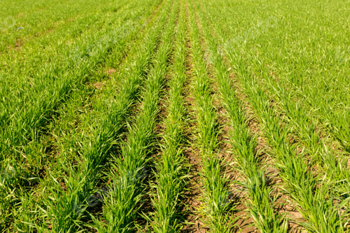 Preview: spring green field