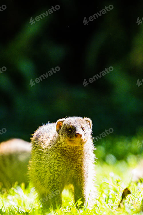 Preview: Mongoose Wildlife Animals Savannah Grassland Wilderness
