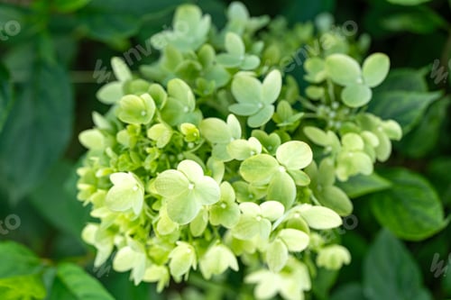 Preview: a flower budof large-leaved green hydrangea in the garden , macro shooting